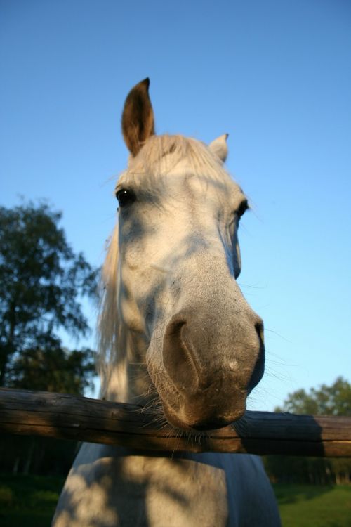 horse animal horse head