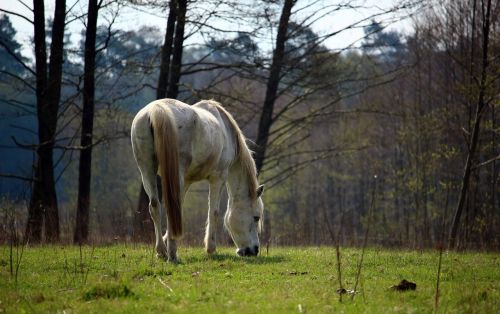 horse mold pasture