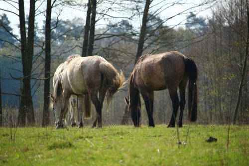 horse mold meadow