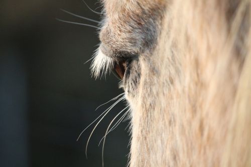 horse mold horse eye