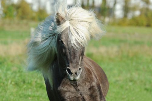 horse icelanders iceland horse