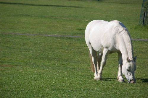 horse white mane