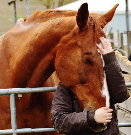 horse smooch love for animals