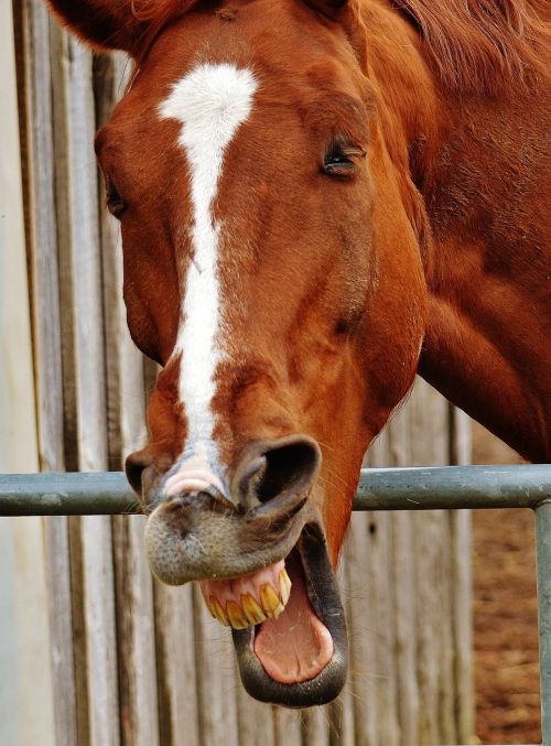 horse funny laugh