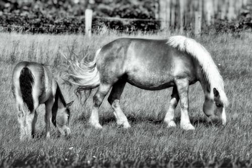 horse foal pasture