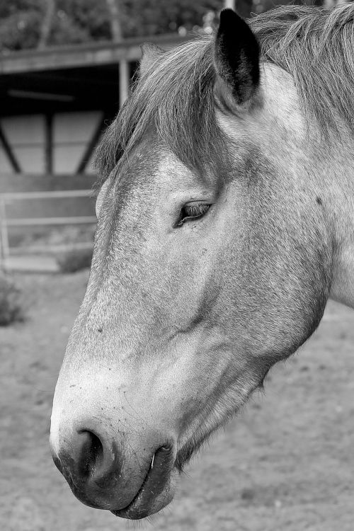 horse horse head pferdeportrait