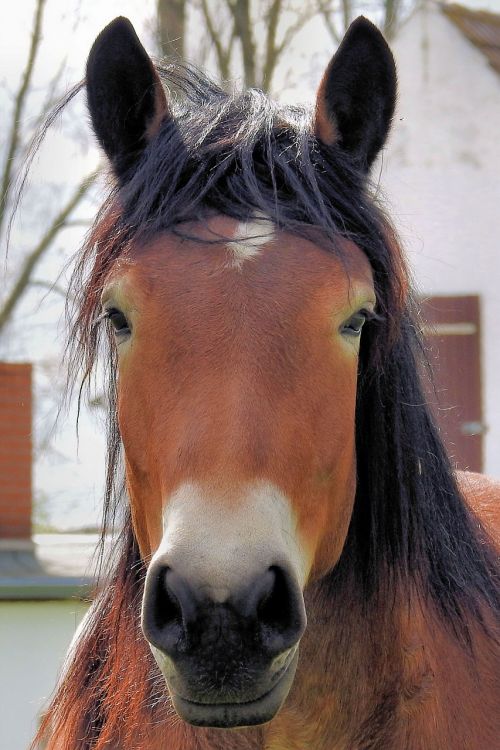 horse horse head pferdeportrait