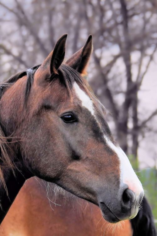 horse horse head pferdeportrait