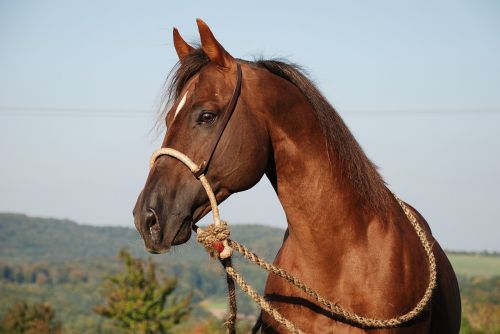 horse stallion deckhengst