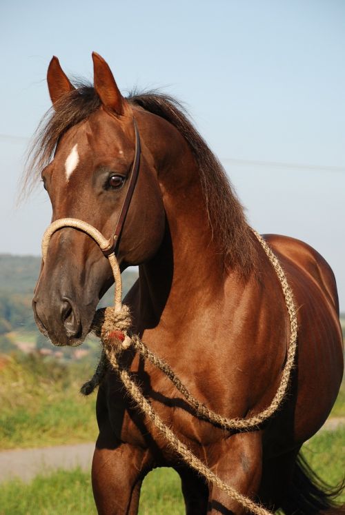 horse stallion deckhengst