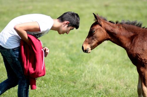 horse boy play