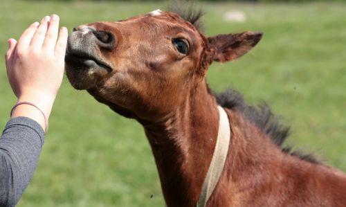 horse food hand