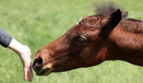 horse food hand