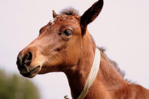horse brown equine