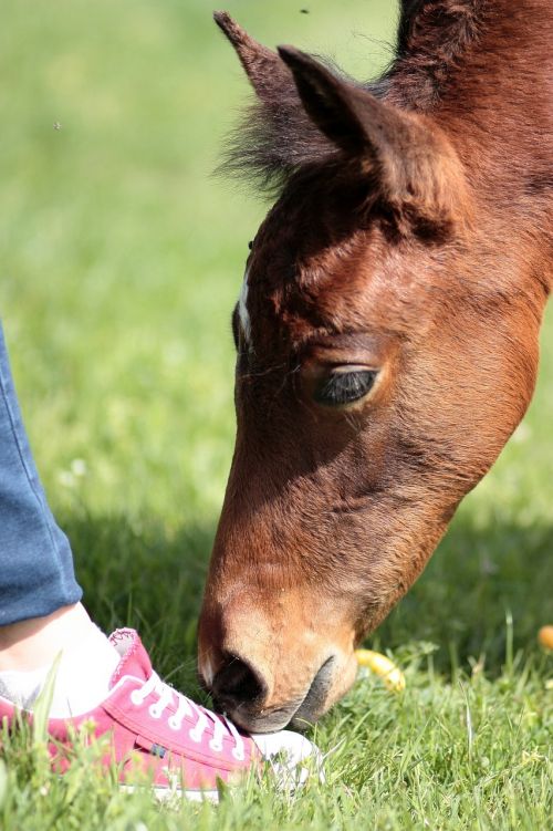 horse leg curiosity
