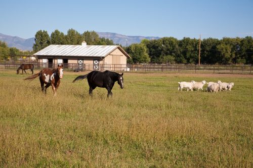 horse field new mexico