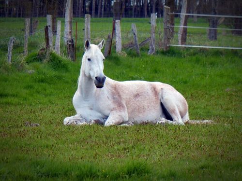 horse mold white