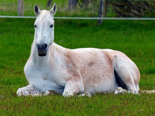 horse mold white