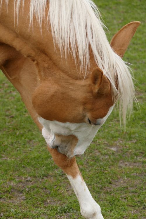 horse brown horse hygiene