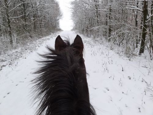 horse winter horse head