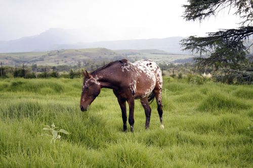 horse grass nature