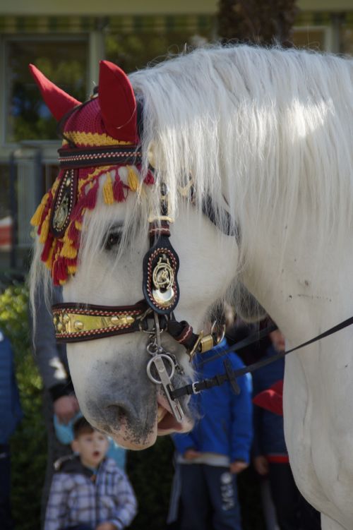 horse decorated animal
