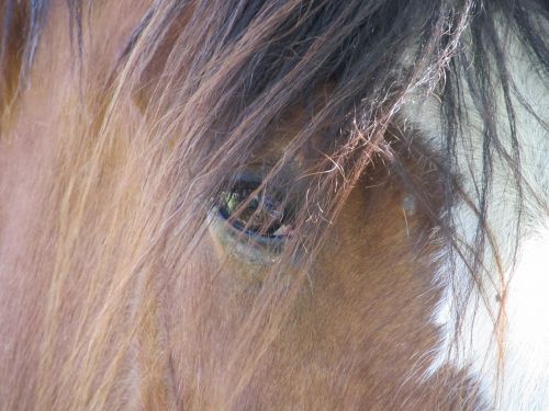 horse eye mane