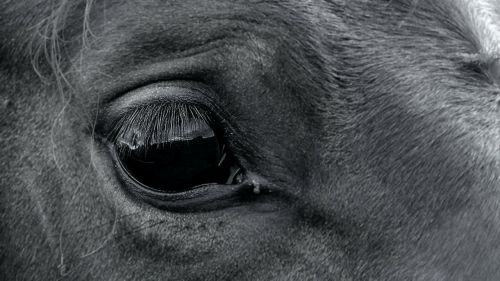 horse eye animal
