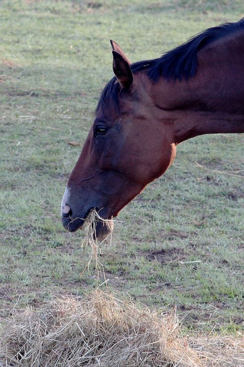 horse eat hay