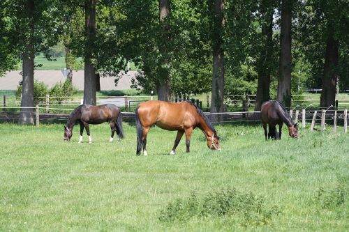 horse grass pasture