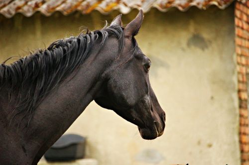 horse rap mare