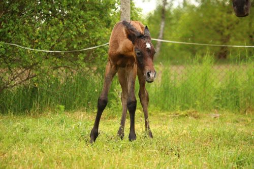 horse foal brown mold