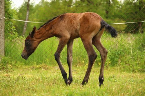 horse foal suckling