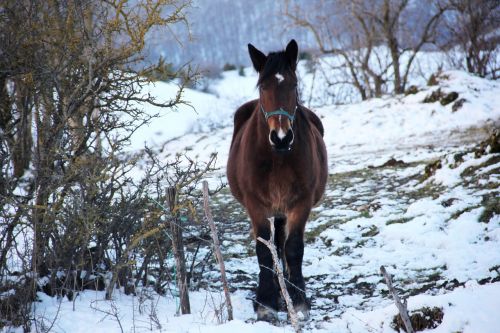 horse riding snow