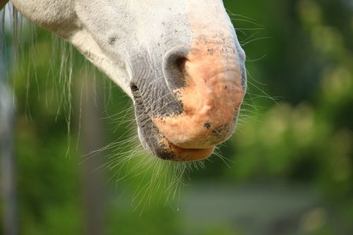 horse mold nostrils