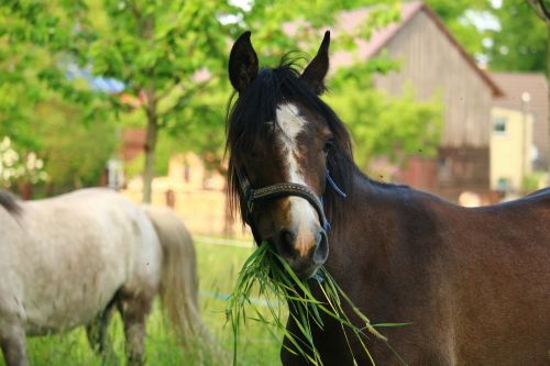 horse yearling brown mold