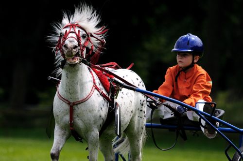 horse horse racing reiter