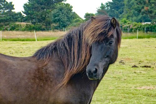 horse horse head brown