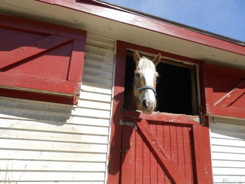 horse barn animal