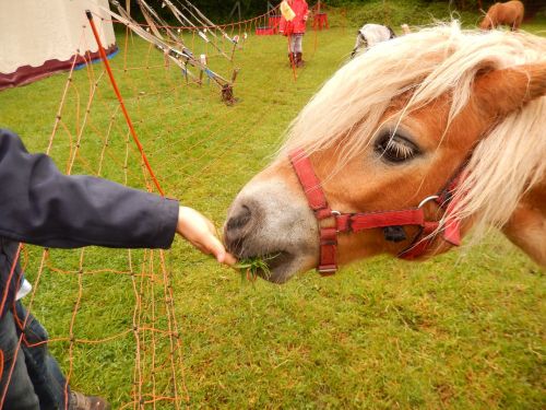 horse feed grass