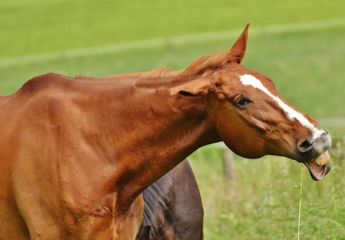 horse coupling stallion