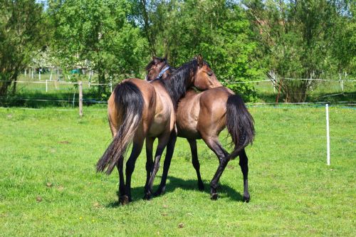 horse brown mold thoroughbred arabian