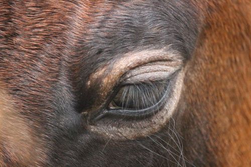horse foal roan