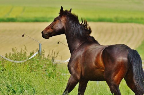 horse coupling stallion