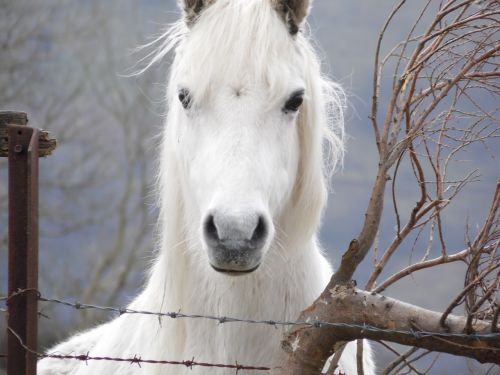 horse pony animal