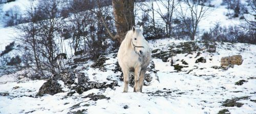 horse white snow