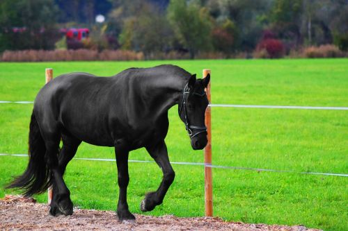 horse animal nature