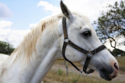 horse mane horses