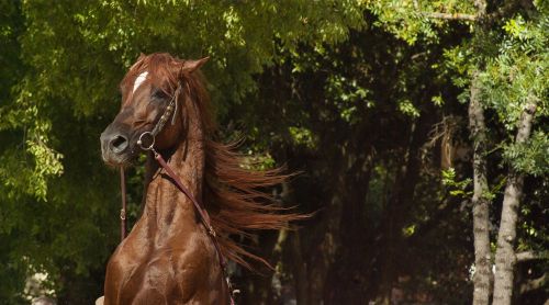 horse horseback riding dressage