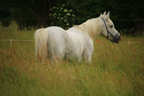 horse stallion mold